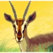 Antelope symbol in Safari Dream slot
