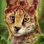 Lynx symbol in Big Cat Rescue Megaways slot