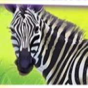 Zebra symbol in Safari Dream slot