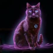 Halloween Wins 2: Cat